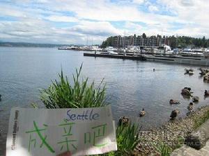 美國西雅圖（Seattle）網友：“成親吧！”