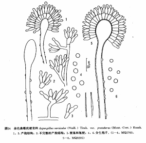 雜色麴黴疣梗變種