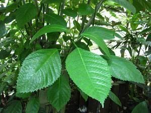 水東哥科 水東哥科