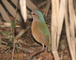 藍背八色鶇 藍背八色鶇