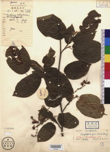 長穗蠟瓣花 長穗蠟瓣花