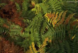 歐洲蕨(原變種) 歐洲蕨(原變種)