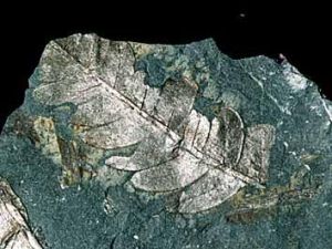 副少叉枝脈蕨 副少叉枝脈蕨