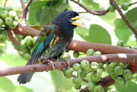 大擬啄木鳥 大擬啄木鳥