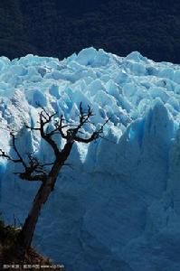 冰川植物區系 冰川植物區系