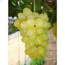 奧古斯特葡萄