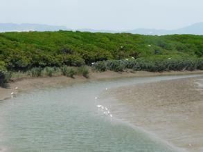 九龍江河口地區 九龍江河口地區