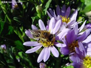 四川紫菀 四川紫菀