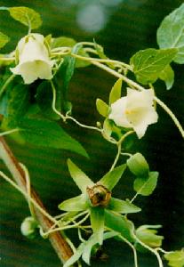 黨參杞子燉胎盤