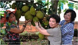 苞蘿園村 苞蘿園村