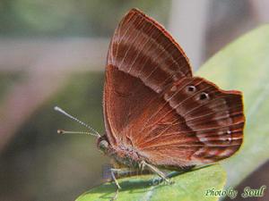 蛇目褐蜆蝶 蛇目褐蜆蝶