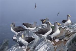 查塔姆島信天翁 查塔姆島信天翁