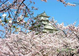 染井吉野櫻 染井吉野櫻