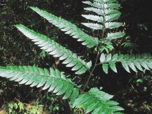 裂羽斜方複葉耳蕨 裂羽斜方複葉耳蕨