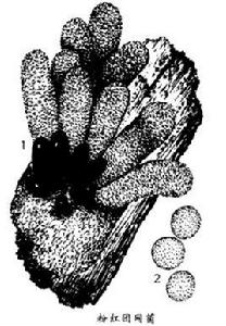 粉紅團網菌 粉紅團網菌