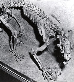 偽劍齒虎（Hoplophoneus），又名古劍虎，是已滅絕的一屬劍齒虎，屬於起源於5500萬年前的獵貓科。偽劍齒虎外表像貓科，但並非真正的貓科。它的內耳骨骼結構與貓科的不同。貓科的鼓泡是由隔膜分隔成兩個窩，但獵貓科的部份鼓泡是軟骨，而成骨的鼓泡並沒有隔膜。它們的下頜骨有前端有凸緣，向下伸展至犬齒的長度。偽劍齒虎的結構像斯劍虎，但大小如美洲豹。它的體型粗壯，而四肢較短。偽劍齒虎化石時期： 早始新世－晚漸新世 PreЄЄOSDCPTJKPgN Hoplophoneus mentalis 保護狀況 絕滅 (IUCN 3.1) 科學分類 界： 動物界 Animalia 門： 脊索動物門 Chordata 綱： 哺乳動物綱 Mammalia 目： 食肉目 Carnivora 科： 獵貓科 Nimravidae 屬： 偽劍齒虎屬 HoplophoneusCope, 1874  種 H. dakotensis H. kurteni H. mentalis H. occidentalis H. primaevus H. sicarius