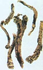 丹參—甘西鼠尾 丹參—甘西鼠尾