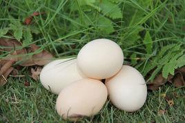 靈芝雞蛋 靈芝雞蛋