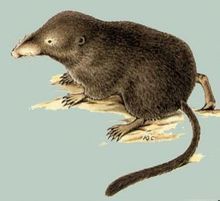 小鼩鼱呼盟亞種 小鼩鼱呼盟亞種