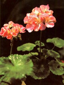 紅天竺葵 紅天竺葵