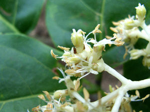 須葉藤科 須葉藤科