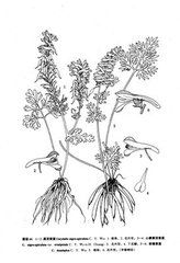 滇黃堇 （原變種）