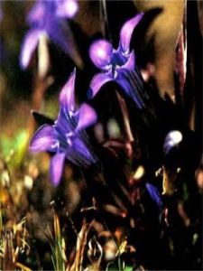 四數龍膽 四數龍膽