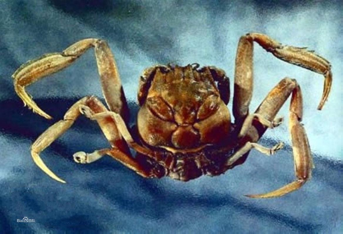 關公蟹屬圖集
