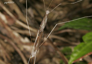 白脛長大蚊交尾
