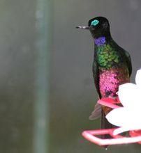 藍喉星額蜂鳥 藍喉星額蜂鳥