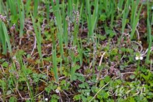 高山唐松草系 高山唐松草系