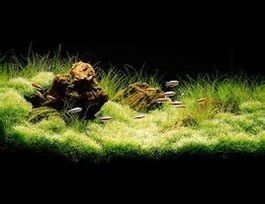 水草造景 水草造景