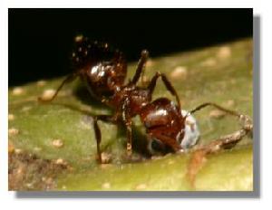 （圖）舉腹蟻屬