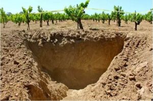 砂質壤土 砂質壤土