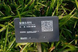 黃山庫-紫蒲頭灰竹 黃山庫-紫蒲頭灰竹