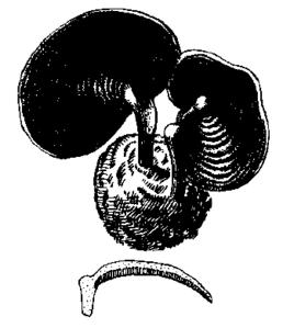 密紋薄芝 密紋薄芝