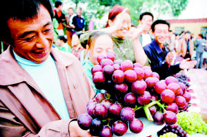 法庫縣豐收葡萄