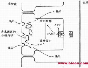 抗利尿激素分泌異常綜合症