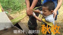 秋收篇
