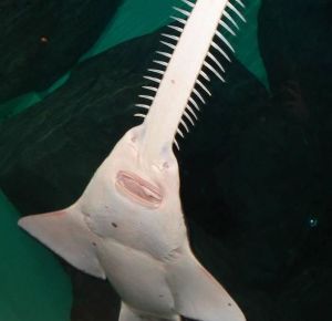 扁吻光尾鯊 扁吻光尾鯊