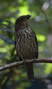 齒嘴園丁鳥 齒嘴園丁鳥