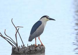 非雀形目鳥類 非雀形目鳥類