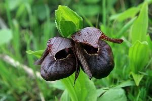 西藏大青 西藏大青