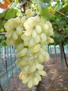 攀金葡萄 攀金葡萄