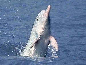 銅陵淡水豚保護區 銅陵淡水豚保護區