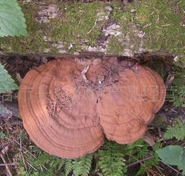 野生平蓋靈芝 野生平蓋靈芝