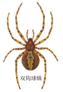 雙鉤球蛛