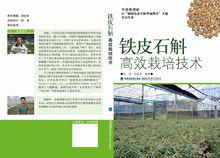 石斛蘭[蘭科植物]