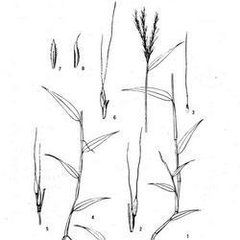 日本莠竹 日本莠竹