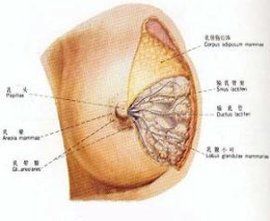 哺乳期乳腺增生 哺乳期乳腺增生